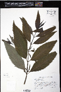 Chelone lyonii image