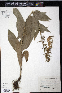 Digitalis grandiflora image