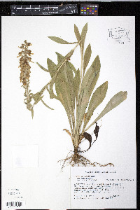 Digitalis lanata image
