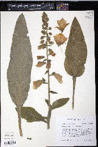 Digitalis purpurea image