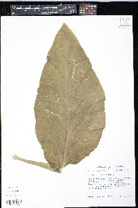 Digitalis purpurea image