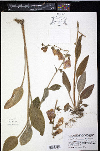 Digitalis purpurea image
