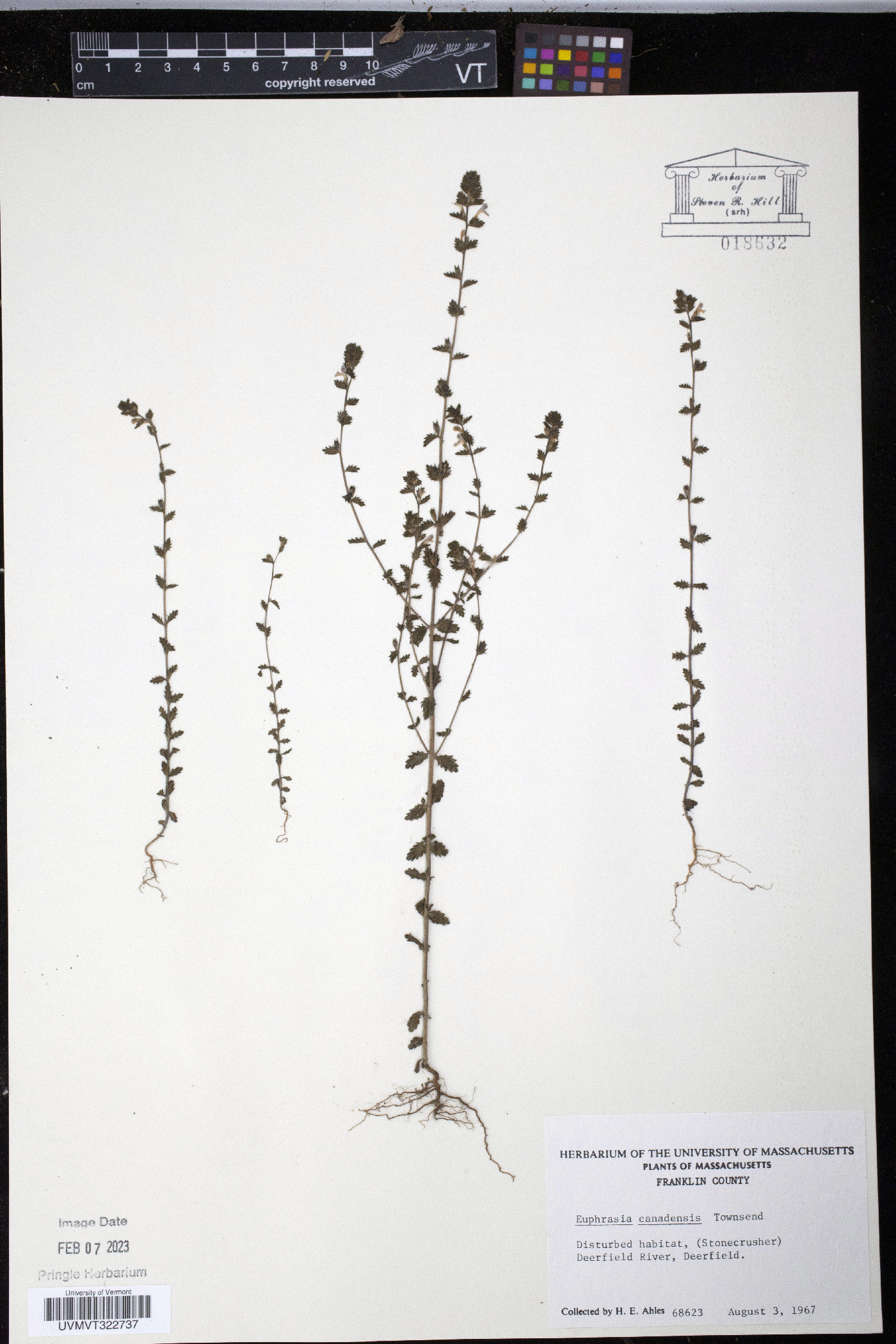 Euphrasia canadensis image