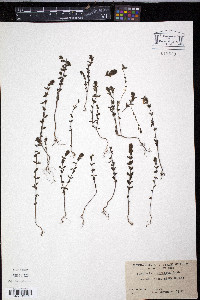 Euphrasia condensata image