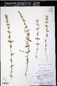 Gratiola pilosa image