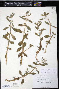 Gratiola virginiana image
