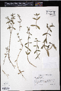 Gratiola virginiana image