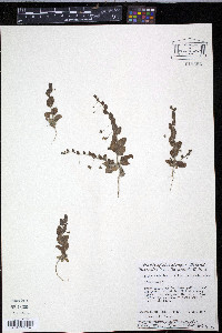 Kickxia elatine image