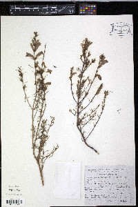 Lamourouxia dasyantha image