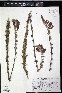 Lamourouxia multifida image