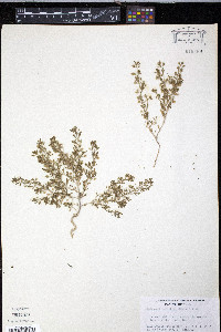 Leucospora multifida image