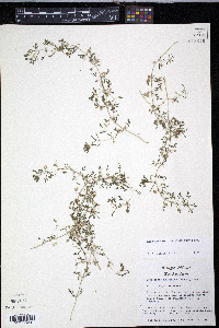 Leucospora multifida image