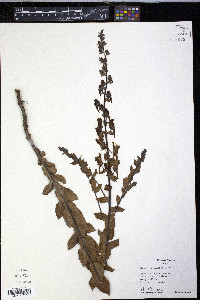 Linaria dalmatica image