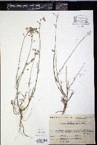 Linaria incarnata image