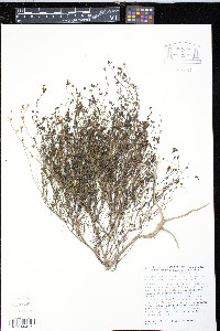 Linaria spartea image