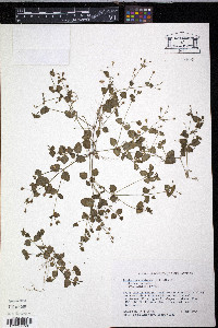 Lindernia crustacea image