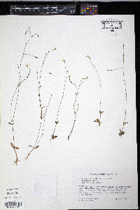 Lindernia monticola image