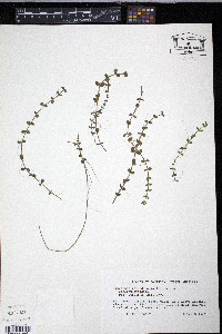 Lindernia rotundifolia image