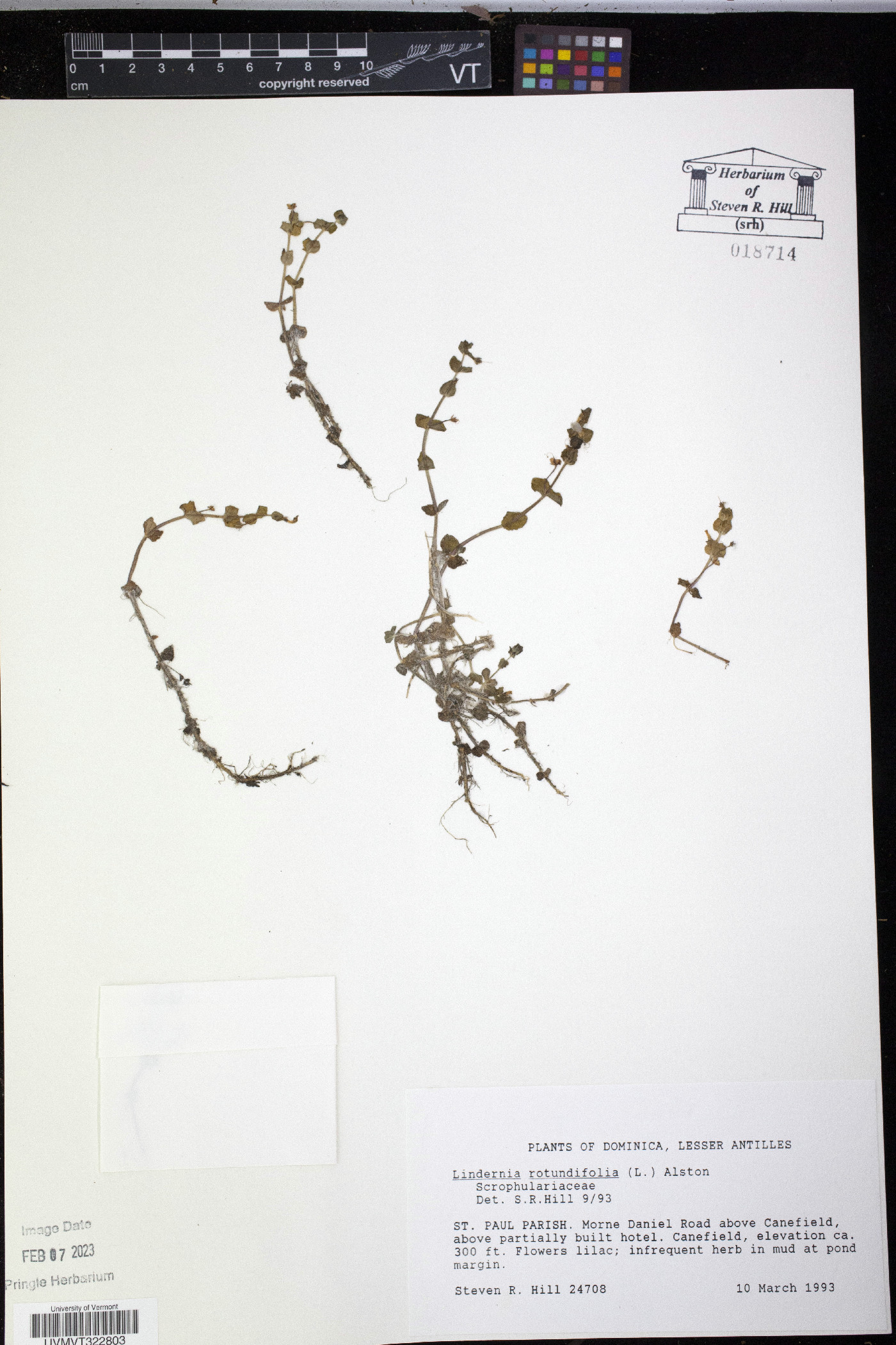 Lindernia rotundifolia image