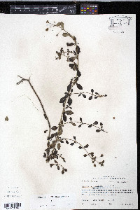 Mecardonia acuminata var. microphylla image