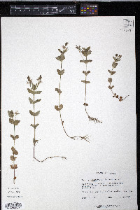 Veronica chamaedrys image