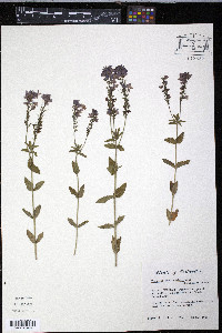Veronica gentianoides image