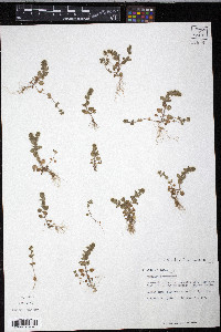 Veronica polita image