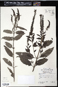 Veronica spicata image