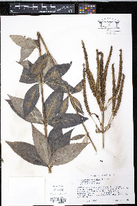 Veronicastrum virginicum image