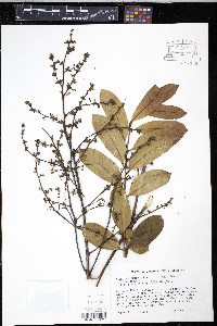 Simarouba amara image