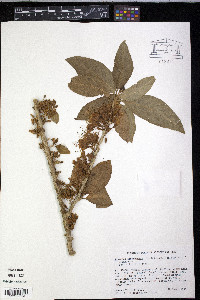 Acnistus arborescens image