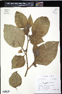 Atropa belladonna image