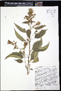 Cestrum aurantiacum image