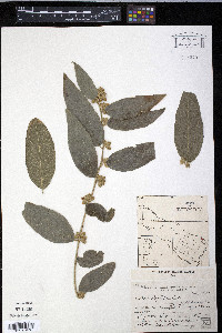 Cestrum strigillatum image