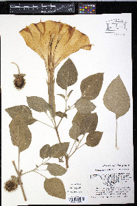 Datura meteloides image