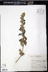 Hyoscyamus albus image