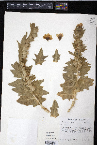 Hyoscyamus niger image