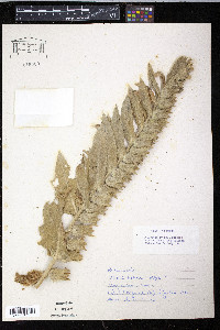 Hyoscyamus niger image