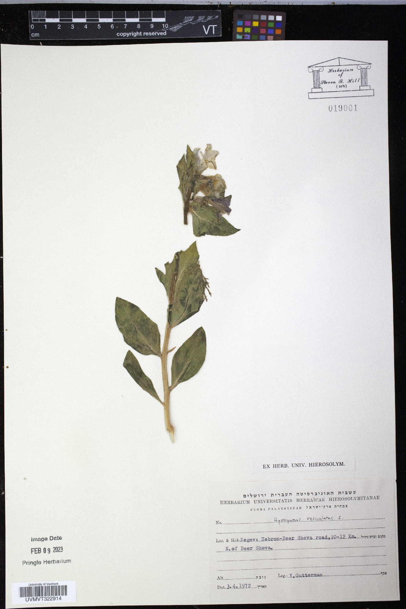 Hyoscyamus reticulatus image