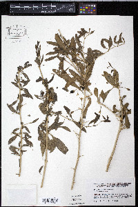 Lycium barbarum image