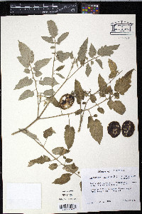 Solanum lycopersicum image