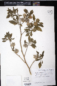 Nicandra physalodes image