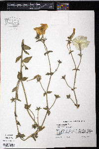 Petunia x atkinsiana image