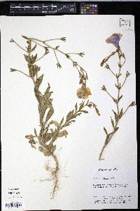 Petunia violacea image