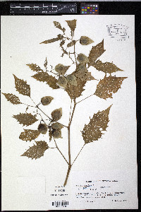 Physalis angulata image