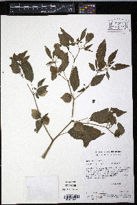 Physalis angulata image