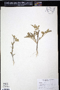 Physalis angulata image