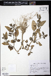 Physalis cordata image