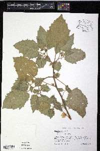 Physalis pubescens image