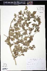 Physalis philadelphica image